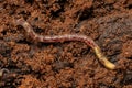 Small Earthworm Arthropod Royalty Free Stock Photo