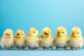 Small Easter chicks in a row on blue studio background with copy space Royalty Free Stock Photo