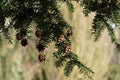 Small eastern canadian hemlock cones Royalty Free Stock Photo