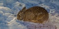 Eastern Cottontail Rabbit Feeding After A Snow Fall. Rabbits & Hares Oh No! Royalty Free Stock Photo