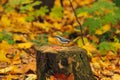 Small eating bird on autumn stub