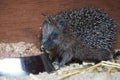 A small eating hedgehog in the barn