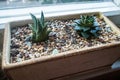 A small Echeveria and Haworthia grow in a flowerpot on the windowsill. A beautiful green-brown houseplant succulents in stone