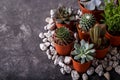 Small echeveria succulents and cactus
