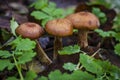 Autumn mushrooms honey agarics growing in the forest