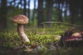 Small edible cep mushroom grows in forest Royalty Free Stock Photo
