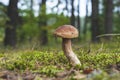 Small edible cep mushroom grows in wood Royalty Free Stock Photo