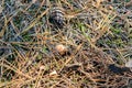 Small edible mushroom greasers under forest needles. Royalty Free Stock Photo