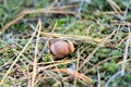 Small edible mushroom greasers under forest needles. Royalty Free Stock Photo