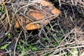 Small edible mushroom greasers under forest needles. Royalty Free Stock Photo