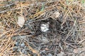 Small edible mushroom greasers under forest needles. Royalty Free Stock Photo