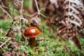 A small edible mushroom grows in the moss and dried fern in the fall forest. Mushroom with yellow-red cap and white stem Royalty Free Stock Photo