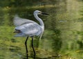 Small Egret in a dancing look Royalty Free Stock Photo