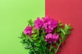 Small elegant bouquet of garden fuchsia pink flowers green twigs on duo tone chartreuse red background. Easter spring Royalty Free Stock Photo