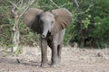 Small Elephant Royalty Free Stock Photo