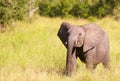 Small elephant calf in savannah Royalty Free Stock Photo