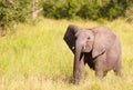 Small elephant calf in savannah