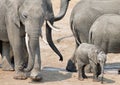A small elephant calf is surrounded by a herd of elephants in Hwange National Park
