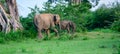 Small elephant family foraging in the Udawalawa national park. Beautiful landscape scenery Royalty Free Stock Photo