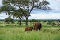 Small elephant family leaving, showing us their bottoms, Tarangire National Park Royalty Free Stock Photo