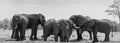 Small elephant group at a waterhole in Chobe National Park Botswana