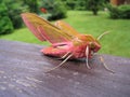 Small Elephant Hawk - Deilephila porcellus