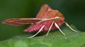 Small Elephant Hawk-moth on green leaf