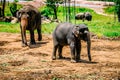 A small elephant and his mother are walking in the Pinnawala Elephant Orphanage. Sri Lanka Royalty Free Stock Photo