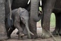 Small elephants with mother on african savannah Royalty Free Stock Photo