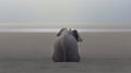 Elephant sitting on the beach with its back to the camera Royalty Free Stock Photo