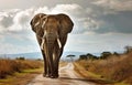 small elephant walking down dirt road with clouds behind it Royalty Free Stock Photo