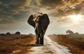 small elephant walking down dirt road with clouds behind it Royalty Free Stock Photo