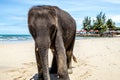 Small elephant walks on the beach Royalty Free Stock Photo