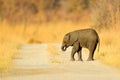 Small elephant withou mother. Young African Elephant lost on the gravel road. Wildlife scene from Africa nature.