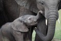 Small elephants with mother on african savannah Royalty Free Stock Photo