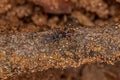 Small Elongate Springtail Arthropod Royalty Free Stock Photo
