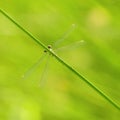 Small Emerald Damselfly Spreadwing Royalty Free Stock Photo