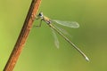 Small emerald spreadwing damsefly Royalty Free Stock Photo
