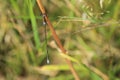Small emerald spreadwing damselfly Royalty Free Stock Photo
