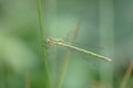 Small emerald spreadwing inson the green stem of a plant Royalty Free Stock Photo