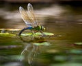 Small emperor dragonfly perched on a leaf in a freshwater river Royalty Free Stock Photo