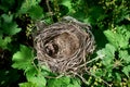 A small empty bird`s nest in a currant bush, waiting for the birds to return in the spring Royalty Free Stock Photo