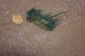 Empty crab shell and seaweed on beach