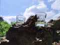 Small Empty Glasses Alcohol on the Wood in the Outdoor Forest Tree