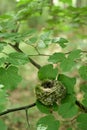 Empty nest of the tree Royalty Free Stock Photo