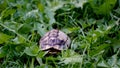 small empty turtle shell on green plants background