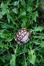 small empty turtle shell on green plants background