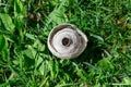 A small empty wasp`s nest with combs lying on the grass Royalty Free Stock Photo