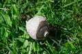 A small empty wasp`s nest lying on its side Royalty Free Stock Photo