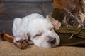 Small english setter puppy dog with knife and duck Royalty Free Stock Photo